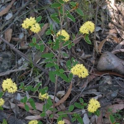 Pomaderris andromedifolia subsp. andromedifolia