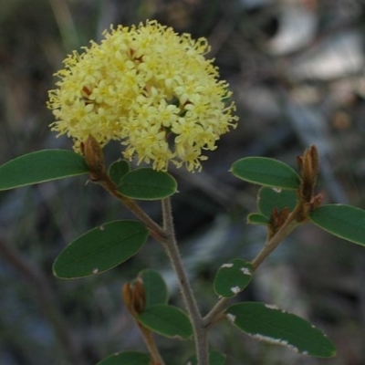 Pomaderris andromedifolia subsp. andromedifolia