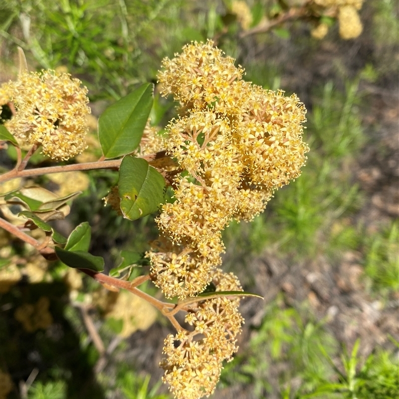 Pomaderris andromedifolia subsp. andromedifolia