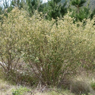 Pomaderris betulina subsp. actensis