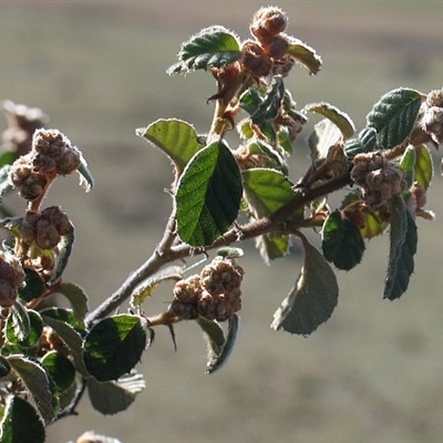 Pomaderris betulina subsp. betulina