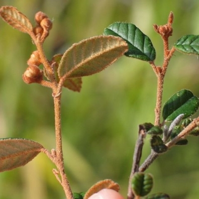 Pomaderris betulina subsp. betulina