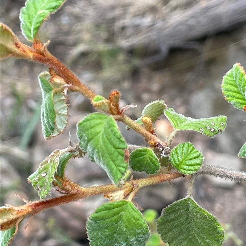 Pomaderris betulina subsp. betulina