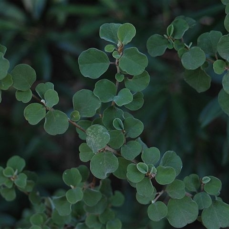 Pomaderris brogoensis