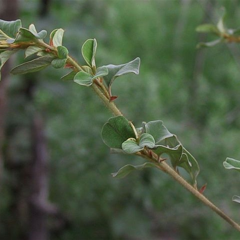 Pomaderris brogoensis