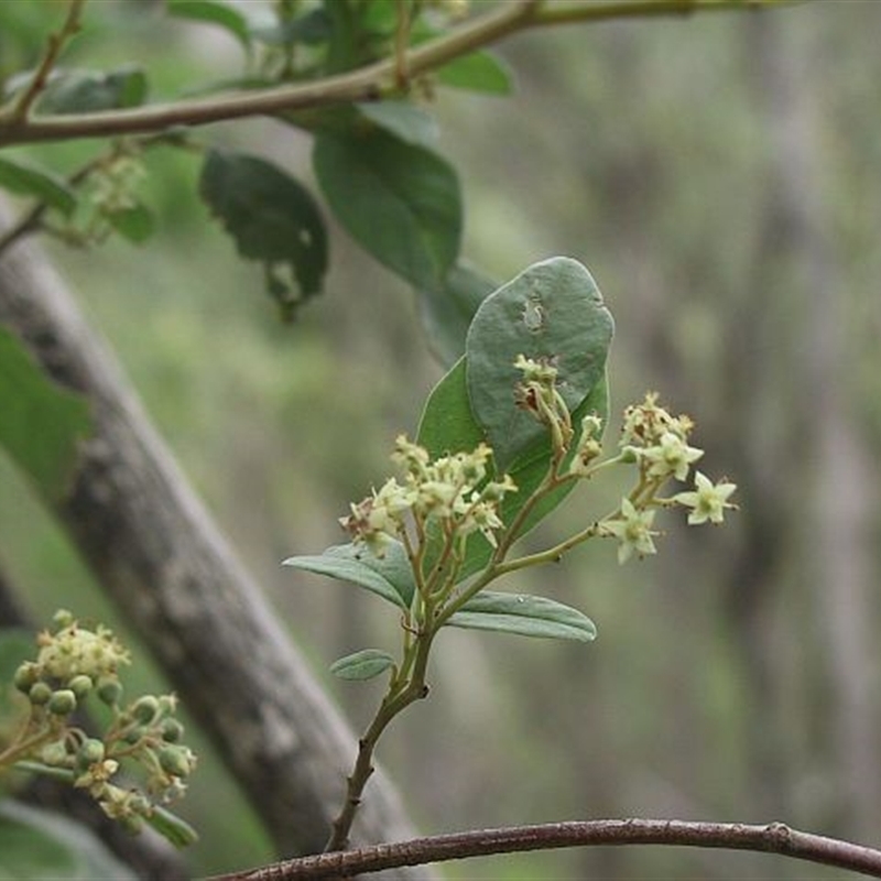 Pomaderris cinerea