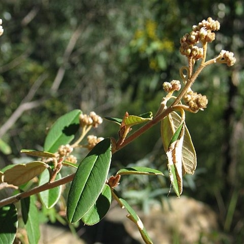 Pomaderris costata