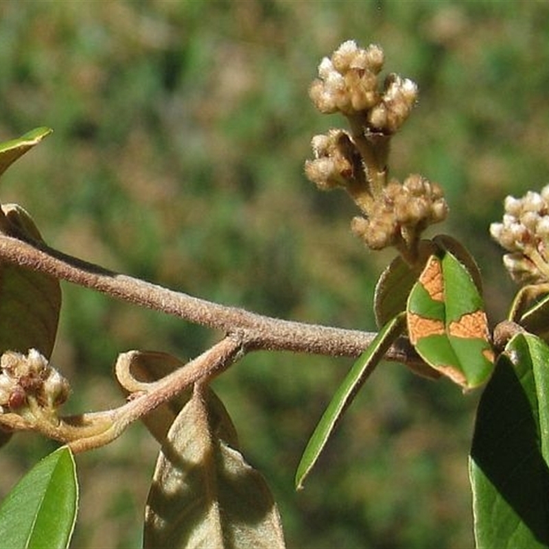 Pomaderris costata