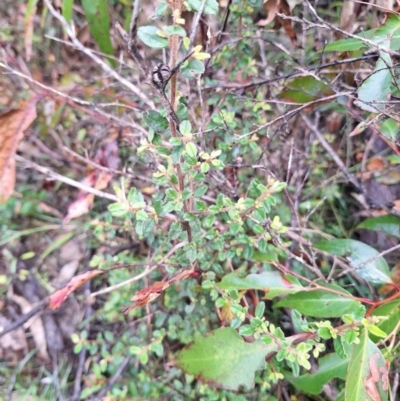 Pomaderris elachophylla