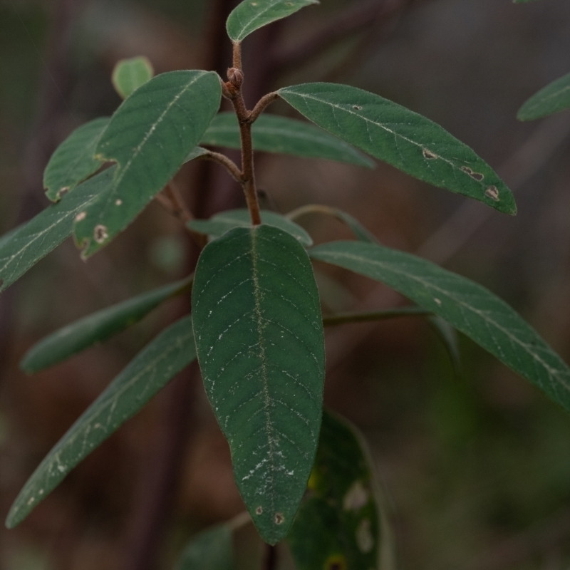 Pomaderris elliptica subsp. elliptica