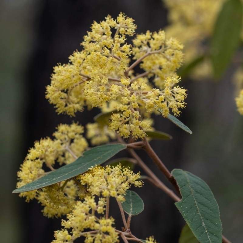 Pomaderris elliptica subsp. elliptica