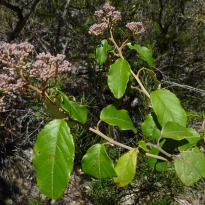 Pomaderris elliptica var. elliptica