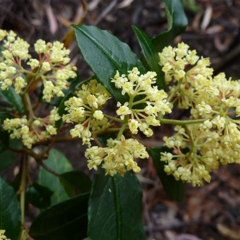 Pomaderris elliptica var. elliptica