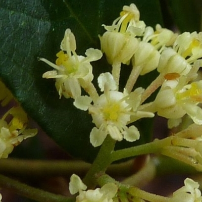 Pomaderris elliptica var. elliptica