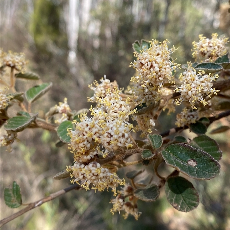 Pomaderris eriocephala