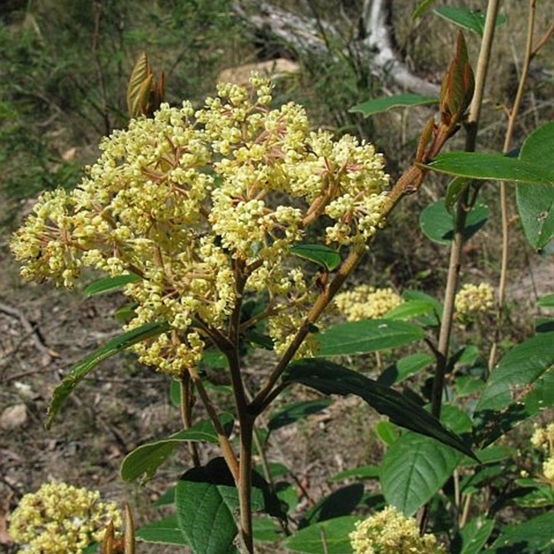 Pomaderris ferruginea