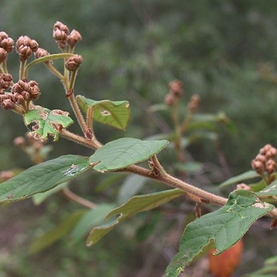 Pomaderris ferruginea