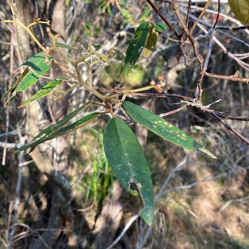 Pomaderris ferruginea