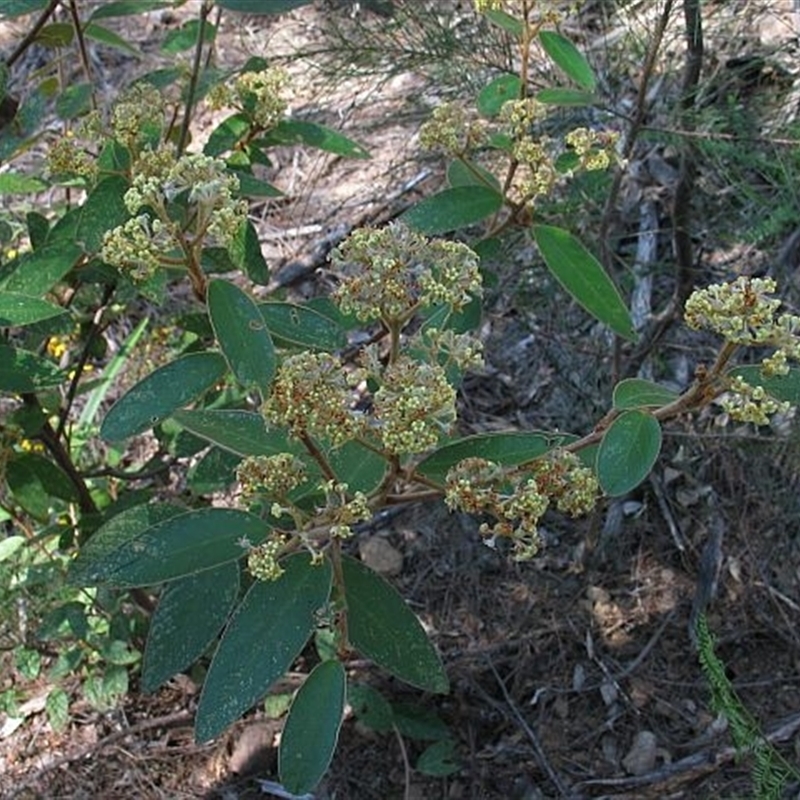 Pomaderris lanigera