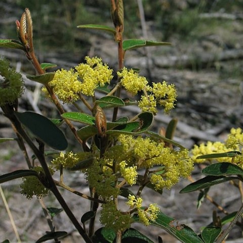 Pomaderris lanigera