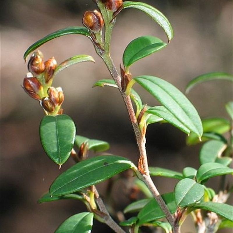 Pomaderris ledifolia