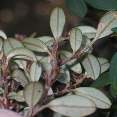 Pomaderris ledifolia