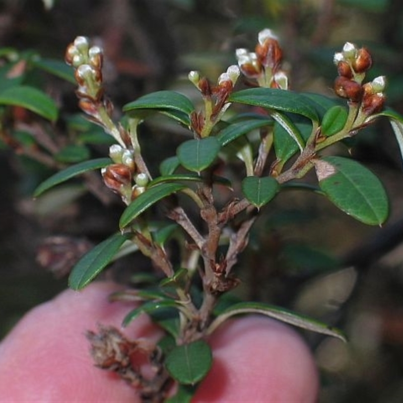 Pomaderris ledifolia