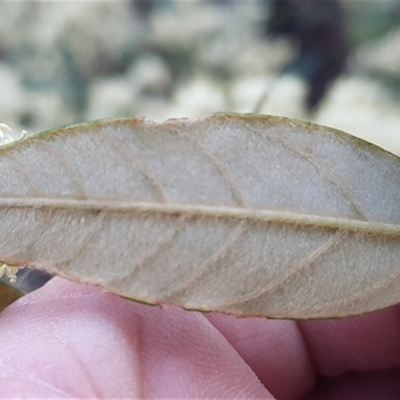 Pomaderris ligustrina