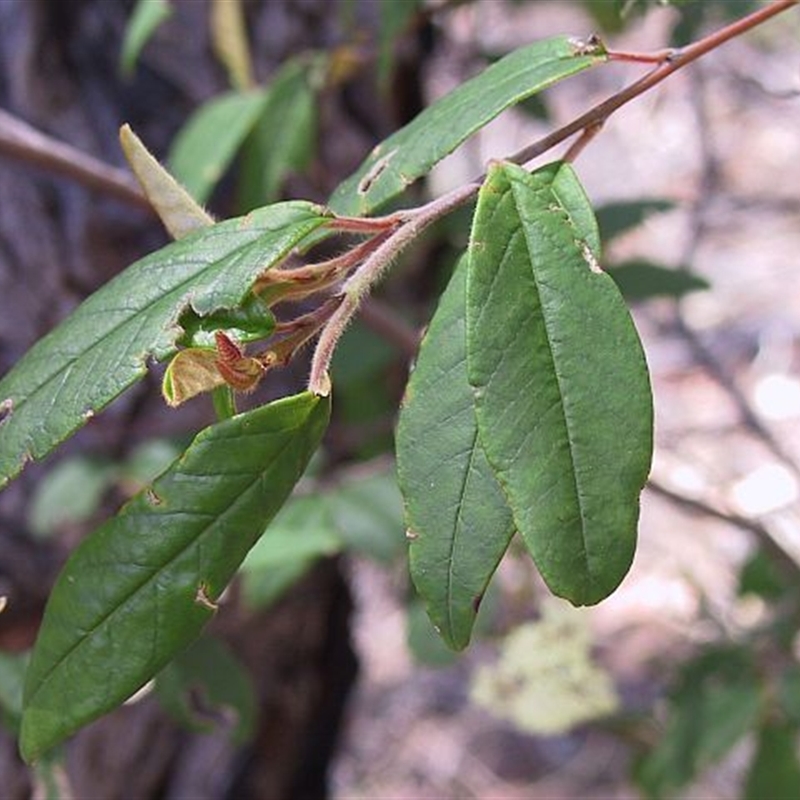 Pomaderris ligustrina subsp. ligustrina