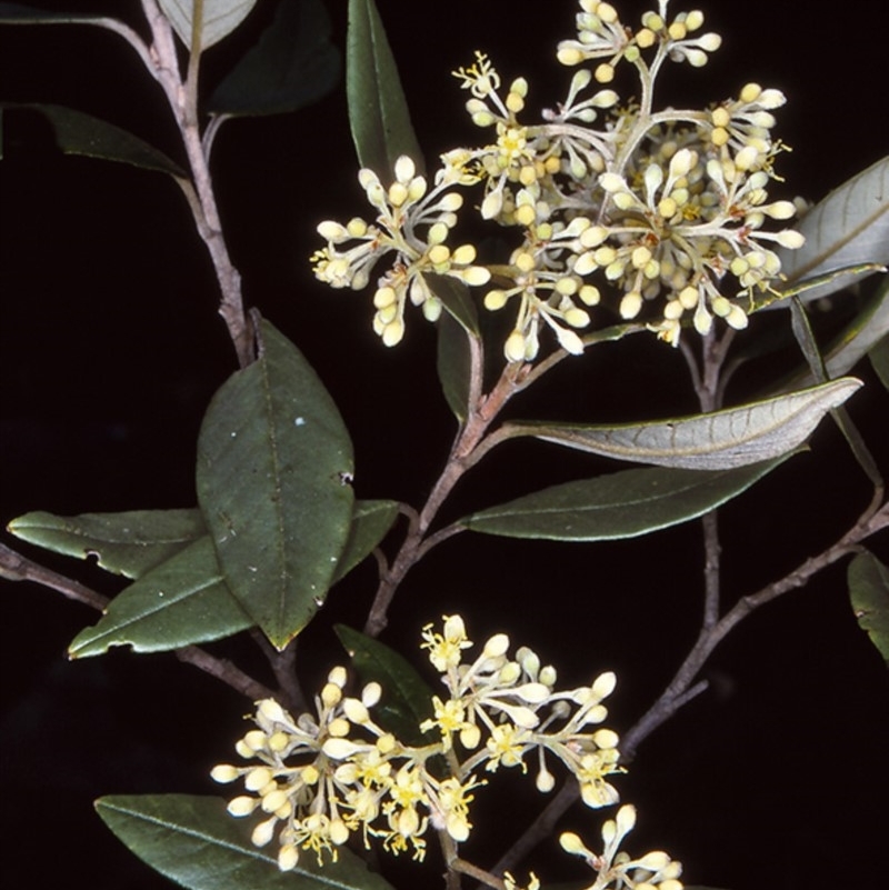 Pomaderris parrisiae