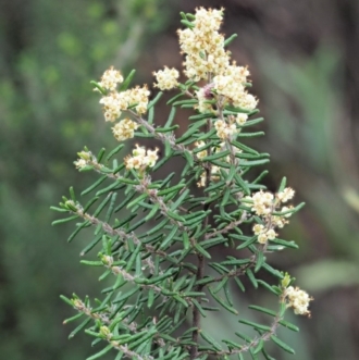 Pomaderris phylicifolia subsp. ericoides