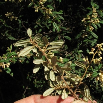 Pomaderris prunifolia var. prunifolia