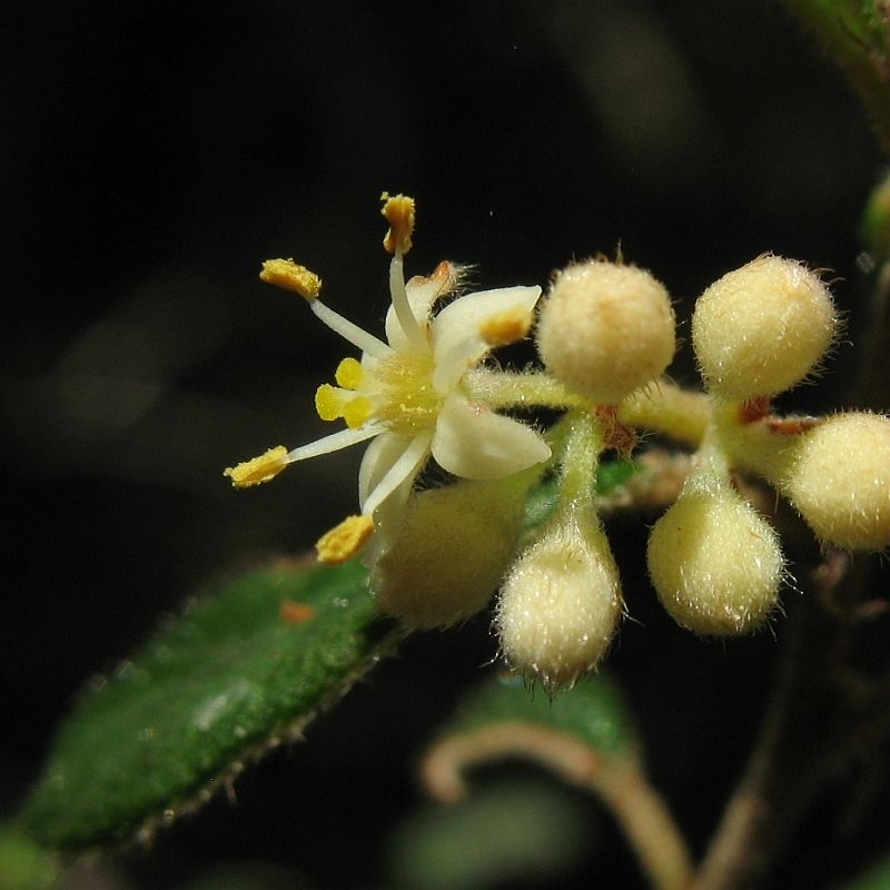 Pomaderris prunifolia var. prunifolia