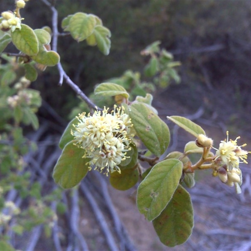 Pomaderris subcapitata