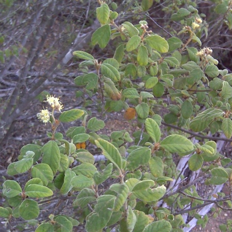 Pomaderris subcapitata