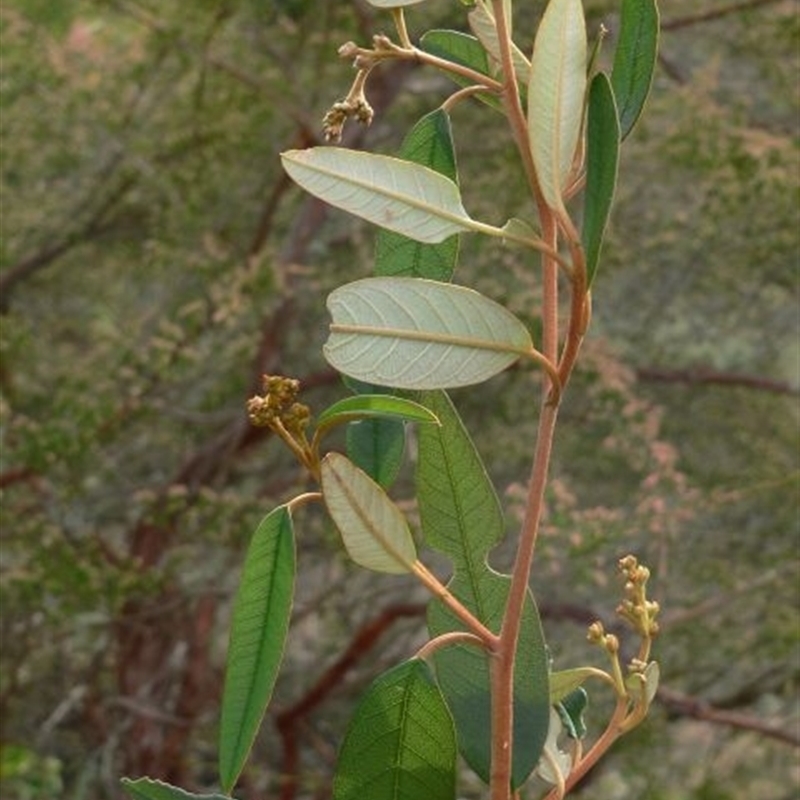 Pomaderris virgata