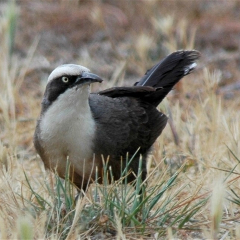 Pomatostomus temporalis temporalis