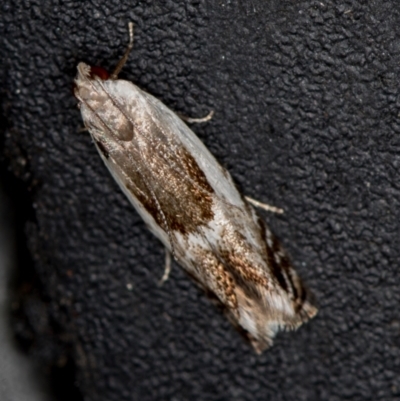 Ardozyga hilara (A Gelechioid moth) - NatureMapr Australia