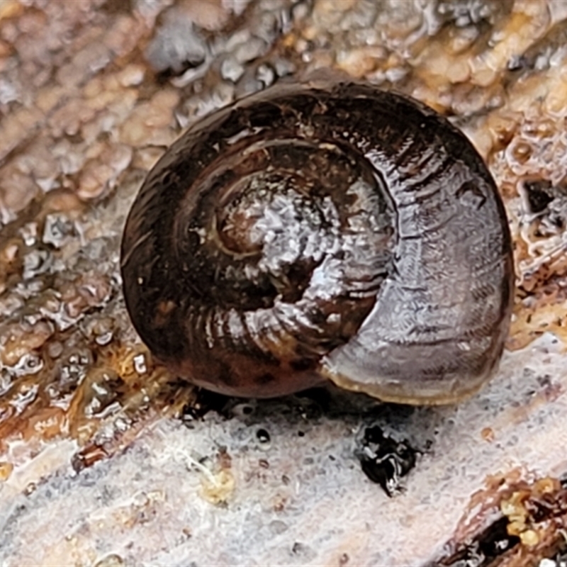 Pommerhelix mastersi