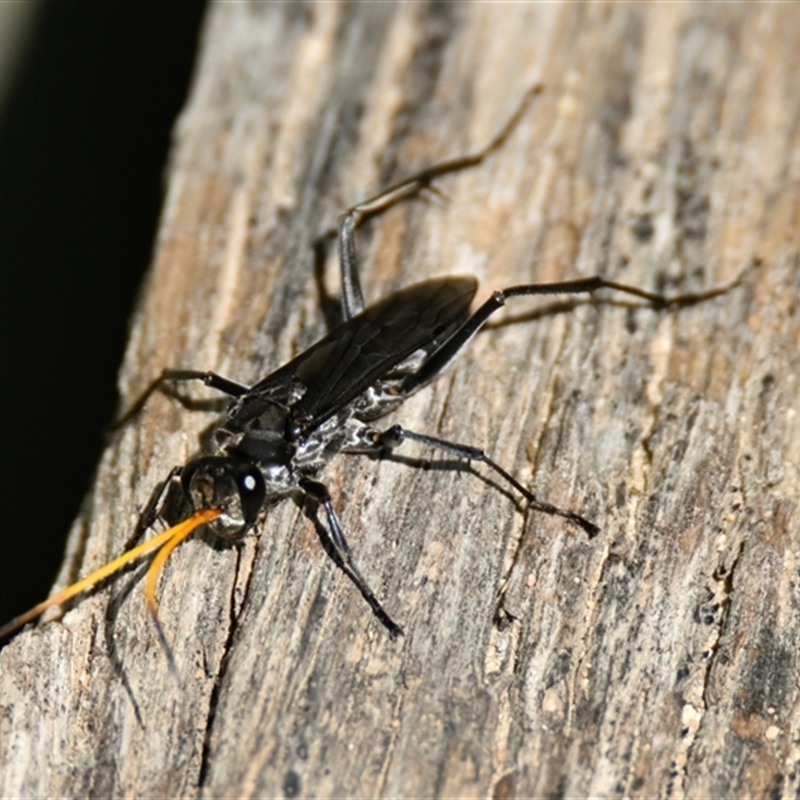 Pompilidae (family)