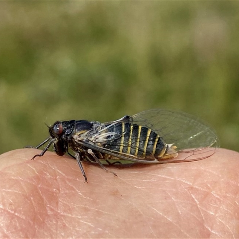 Popplepsalta notialis incitata