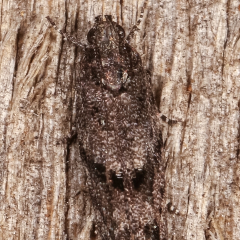 Ardozyga hilara (A Gelechioid moth) - NatureMapr Australia