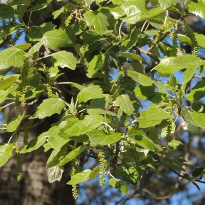 Populus alba