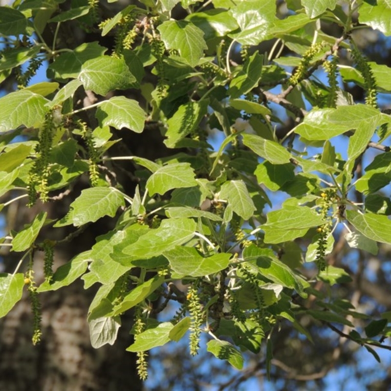 Populus alba