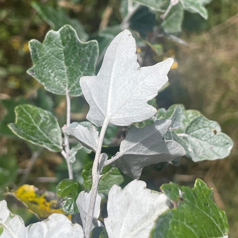 Populus alba