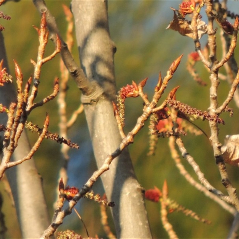 Populus nigra