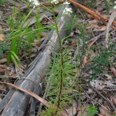 Poranthera corymbosa