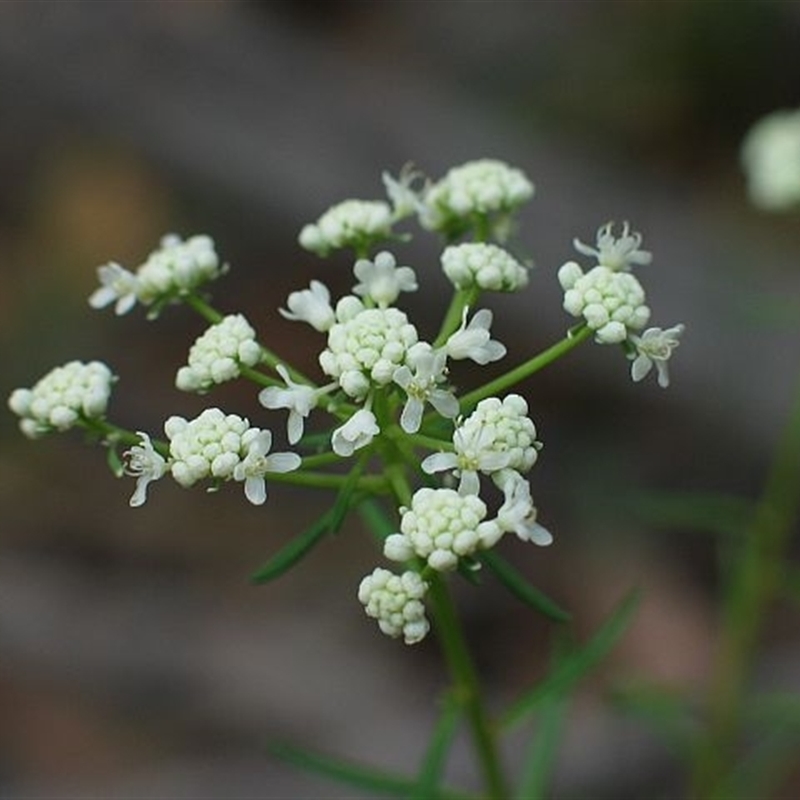 Poranthera corymbosa