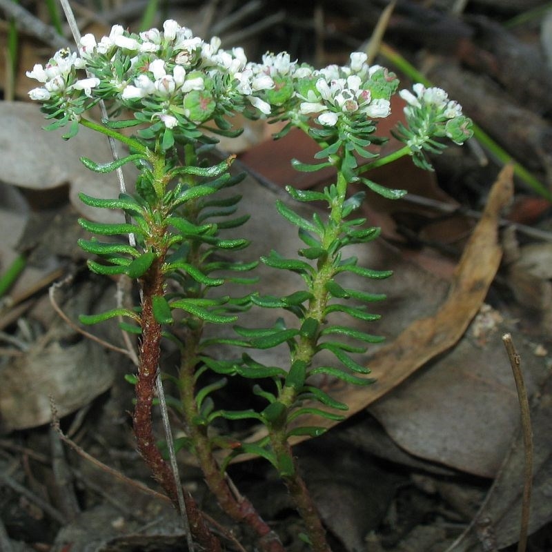 Poranthera ericifolia