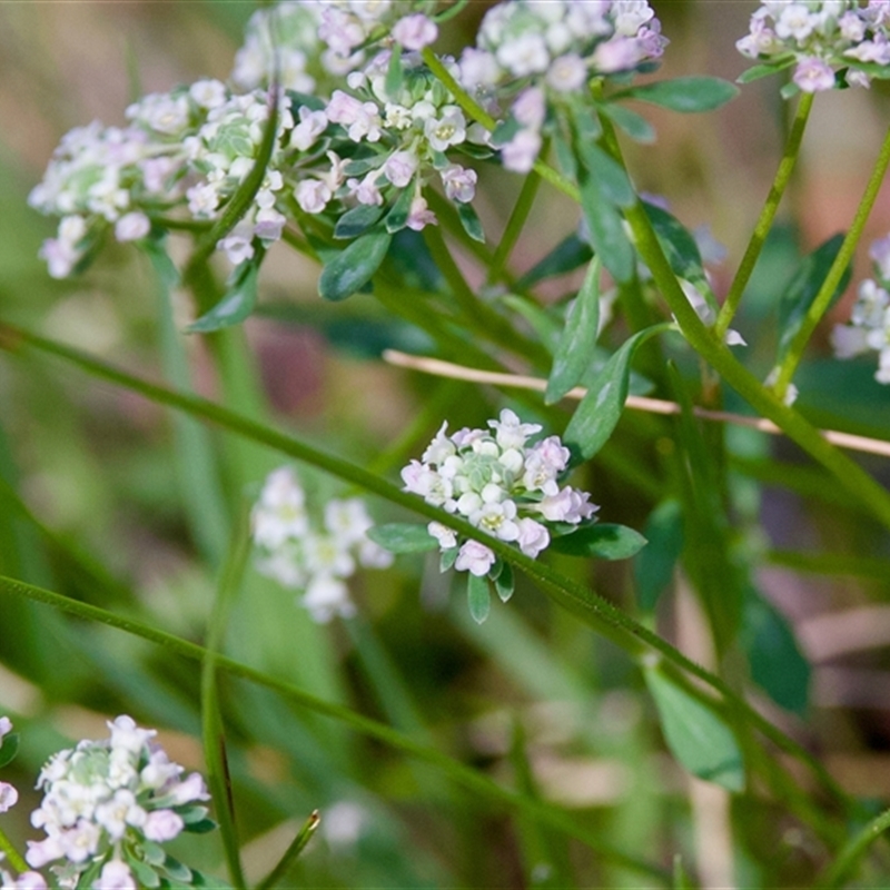 Poranthera microphylla